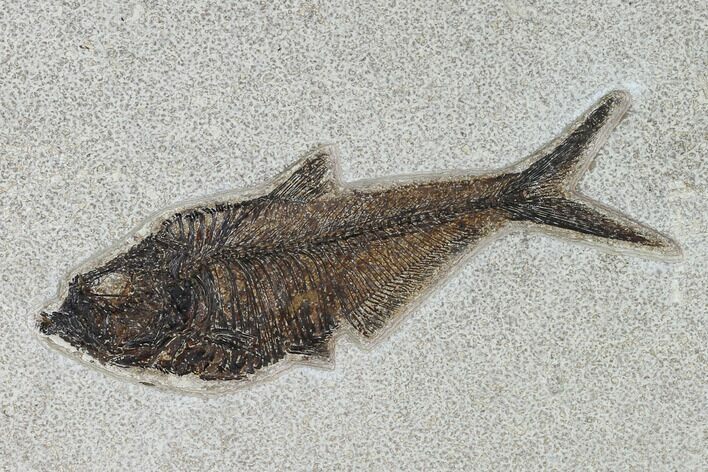 Fossil Fish (Diplomystus) - Wyoming #158554